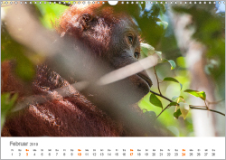Orang-Utans: Menschenaffen auf Borneo