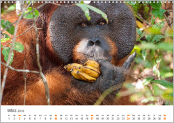 Orang-Utans: Menschenaffen auf Borneo