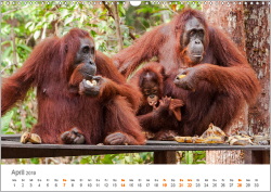 Orang-Utans: Menschenaffen auf Borneo