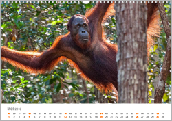 Orang-Utans: Menschenaffen auf Borneo
