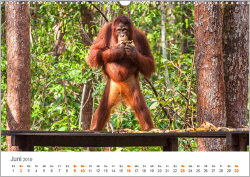 Orang-Utans: Menschenaffen auf Borneo
