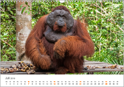 Orang-Utans: Menschenaffen auf Borneo