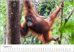 Orang-Utans: Menschenaffen auf Borneo