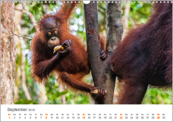 Orang-Utans: Menschenaffen auf Borneo