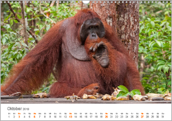 Orang-Utans: Menschenaffen auf Borneo