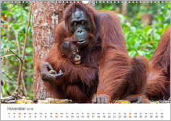 Orang-Utans: Menschenaffen auf Borneo