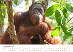 Orang-Utans: Menschenaffen auf Borneo